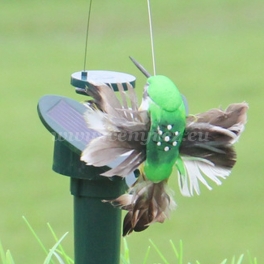Zahradní solární ptáček - pohyblivá dekorace - zelený